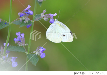 花の蜜を吸うモンシロチョウ　　 117022399