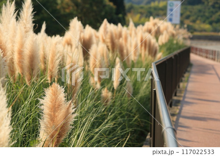 散歩道に沢山生えているパンパスグラス 117022533