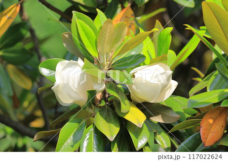 開花中の泰山木（タイサンボク） 117022624