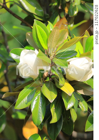 開花中の泰山木（タイサンボク） 117022628