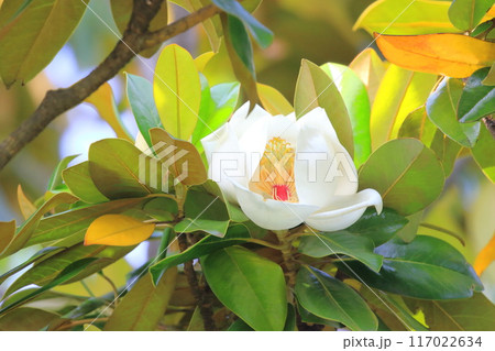 開花中の泰山木(タイサンボク) 開花中の泰山木(タイサンボク) 117022634