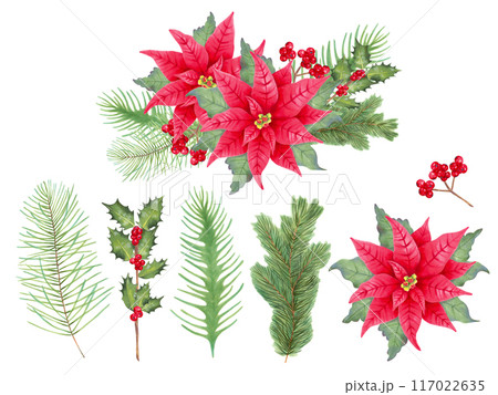 Christmas set with poinsettia flower, holly berries, leaves, conifer branches. Isolated hand drawn watercolor art. Composition for winter holidays New Year, Christmas. Clipart for postcards, labels 117022635