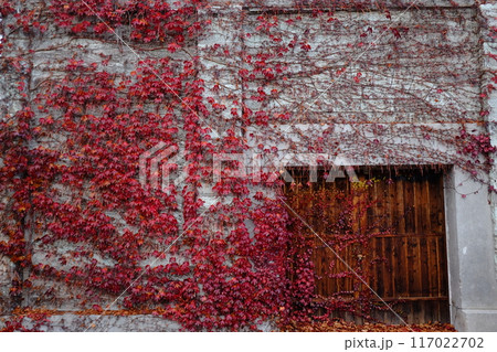 赤い蔦の這う壁 117022702