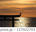 鳥が止まっている鳥居と朝焼けに照らされた海 117022703