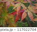 紅葉したモミジの葉　緑背景に赤の刺し色 117022704
