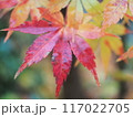 鮮やかな紅葉　一枚葉のアップ 117022705
