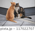 向かい合って毛づくろいをする二匹の猫 117022707
