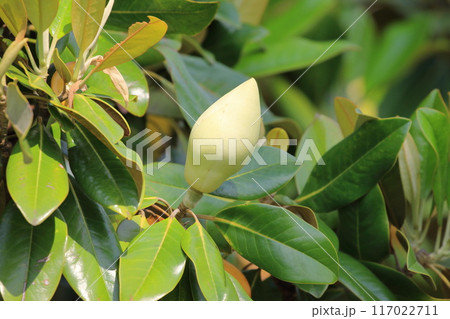 泰山木（タイサンボク）の蕾 117022711