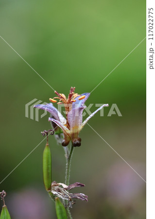 ひたむきに咲く 117022775