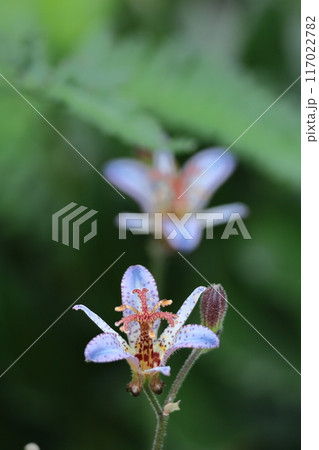 ひたむきに咲く ひたむきに咲く 117022782