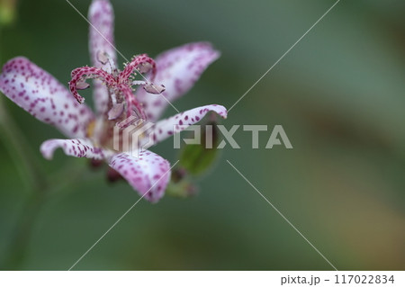 ひたむきに咲く 117022834