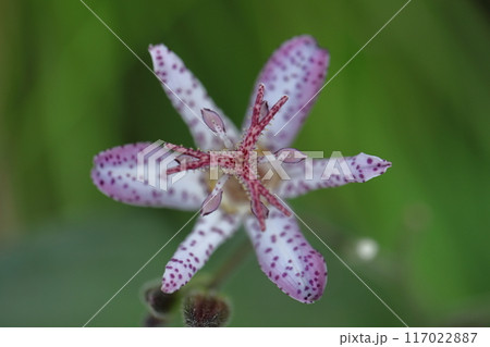 ひたむきに咲く 117022887