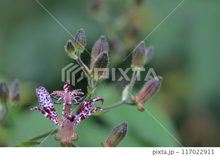 ひたむきに咲く 117022911