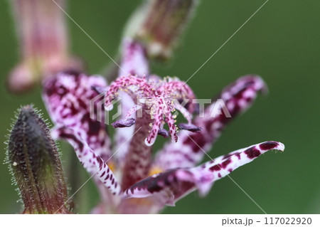 ひたむきに咲く 117022920