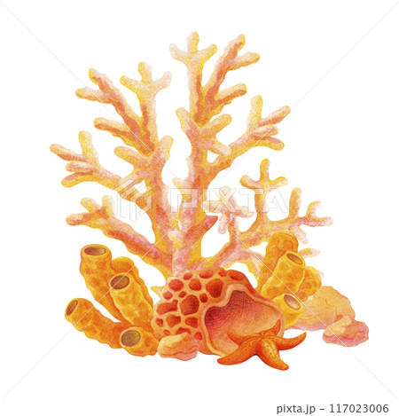 Underwater simple composition. Coral Reef with starfish and stones on a seabed. Hand drawn illustration of sea floor isolated on white background. Marine watercolor with corals and sea sponges Underwater simple composition. Coral Reef with starfish and stones on a seabed. Hand drawn illustration of sea floor isolated on white background. Marine watercolor with corals and sea sponges 117023006