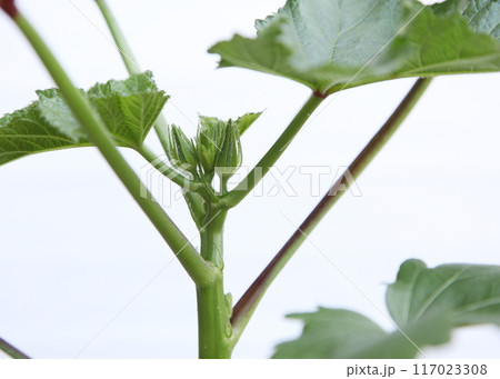 オクラの花芽（つぼみ） 117023308