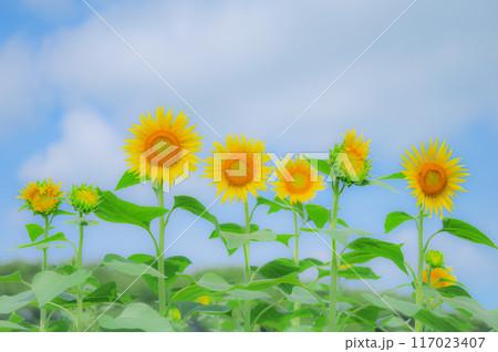 太陽の恵み：ひまわりと青空の美景　夏イメージ 117023407
