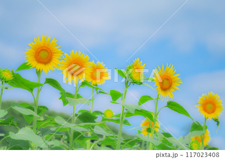 太陽の恵み：ひまわりと青空の美景　夏イメージ 117023408