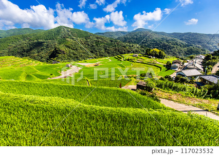 新緑の大中尾棚田　【長崎市】 117023532