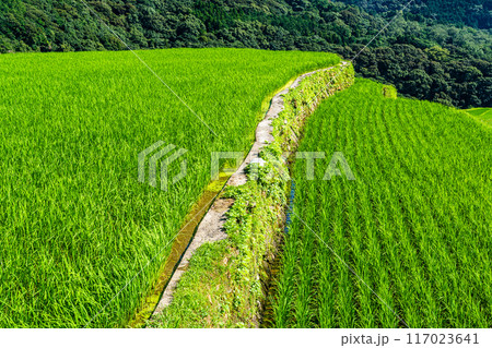 新緑の大中尾棚田　【長崎市】 117023641