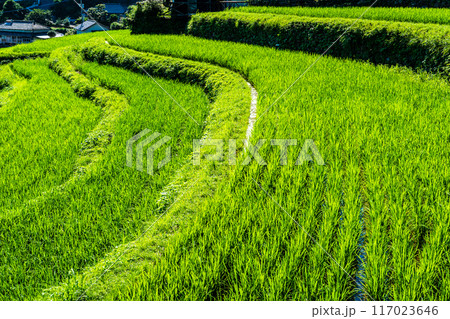新緑の大中尾棚田 【長崎市】 新緑の大中尾棚田 【長崎市】 117023646