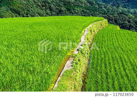 新緑の大中尾棚田　【長崎市】 117023650