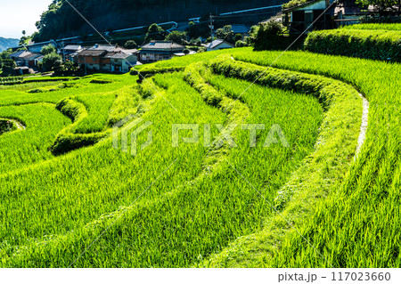 新緑の大中尾棚田　【長崎市】 117023660