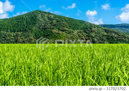 新緑の大中尾棚田　【長崎市】 117023702