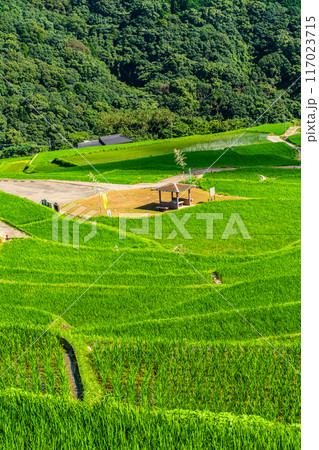新緑の大中尾棚田　【長崎市】 117023715