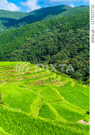 新緑の大中尾棚田　【長崎市】 117023716