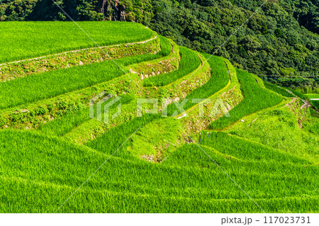 新緑の大中尾棚田　【長崎市】 117023731