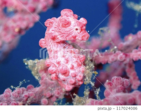 海の小さな生物 117024086