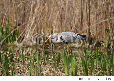 鷺の散策 117024149