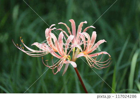 草むらに怪しげに花開くアルビフローラ 117024286