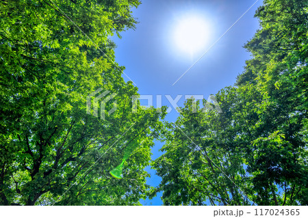 東京都豊島区の都市風景 豊島区立椎名町公園 東京都豊島区の都市風景 豊島区立椎名町公園 117024365