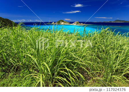 沖縄　渡嘉敷島の風景　青い海とサトウキビ 117024376