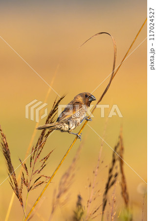 Scaly-breasted Munia perching on the grass stem Scaly-breasted Munia perching on the grass stem 117024527