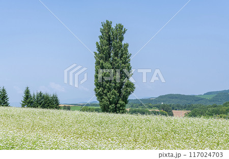 北海道美瑛町 夏の北海道 人気の観光スポット ケンとメリーの木 北海道美瑛町 夏の北海道 人気の観光スポット ケンとメリーの木 117024703