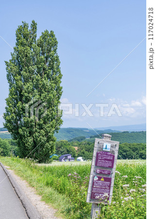 北海道美瑛町 夏の北海道 人気の観光スポット ケンとメリーの木(縦構図) 北海道美瑛町 夏の北海道 人気の観光スポット ケンとメリーの木(縦構図) 117024718
