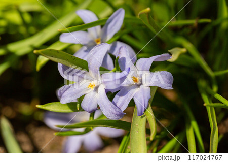 Scilla luciliae is flowering plant in family Asparagaceae, Scilla sect. Chionodoxa, Bossier's glory-of-the-snow or Lucile's glory-of-the-snow in spring Scilla luciliae is flowering plant in family Asparagaceae, Scilla sect. Chionodoxa, Bossier's glory-of-the-snow or Lucile's glory-of-the-snow in spring 117024767