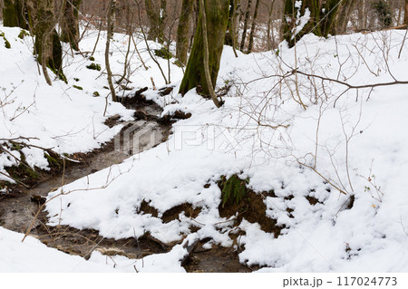 A snow-covered forest with a flowing stream at the end of winter. Thaw, early spring in the forest. A mountain stream in the snow. A snow-covered forest with a flowing stream at the end of winter. Thaw, early spring in the forest. A mountain stream in the snow. 117024773