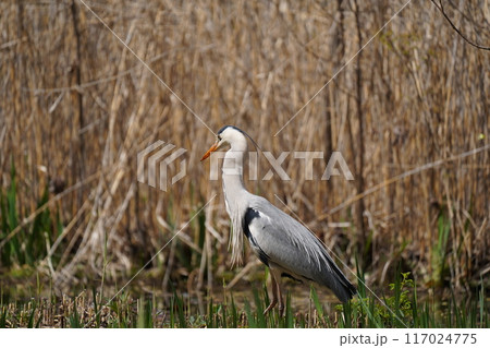 鷺のお散歩 鷺のお散歩 117024775