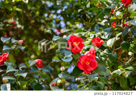 Large mass of deep red Camellia Black Lace flowers in spring Large mass of deep red Camellia Black Lace flowers in spring 117024827