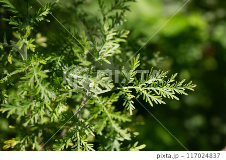 Wormwood (Artemisia vulgaris) grows wild in nature 117024837