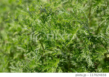 Wormwood (Artemisia vulgaris) grows wild in nature 117024838