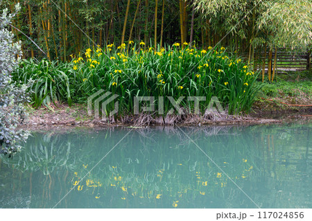 Yellow flag iris is in flower. Yellow flag iris is in flower. 117024856