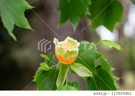 Flowers of tulip tree (Liriodendron tulipifera) blooming in spring . Unopened flower bud at upper left. Flowers of tulip tree (Liriodendron tulipifera) blooming in spring . Unopened flower bud at upper left. 117024862