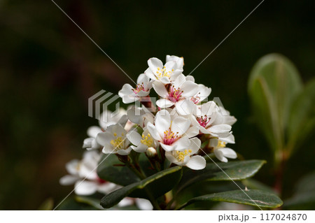 Rhaphiolepis umbellata blooms in the garden in spring. Amazing white flowers with colorful yellow and red stamens. Rhaphiolepis umbellata blooms in the garden in spring. Amazing white flowers with colorful yellow and red stamens. 117024870
