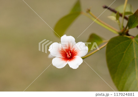 Close-up white Tung tree flower blooms. Aleurites Fordii Airy Shaw or Vernicia fordii, usually known as the tung or tung oil tree in spring. Delightful white-orange inflorescences on a blurred 117024881