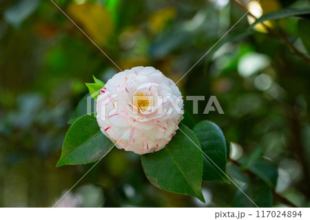 White camellia flower in bloom during springtime. Beautiful flowers in the garden close up. 117024894